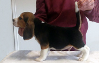 Martina Boy 2 Side 8 Weeks